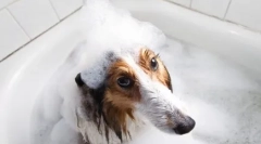 Ce sampon de la purici pentru câini este mai bun: recomandări veterinare